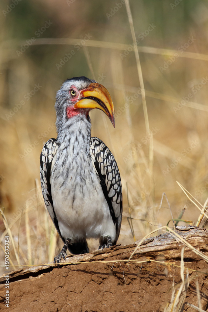 Fototapeta premium Rotringtoko oder Südlicher Gelbschnabeltoko / Southern yellow-billed hornbill / Tockus leucomelas