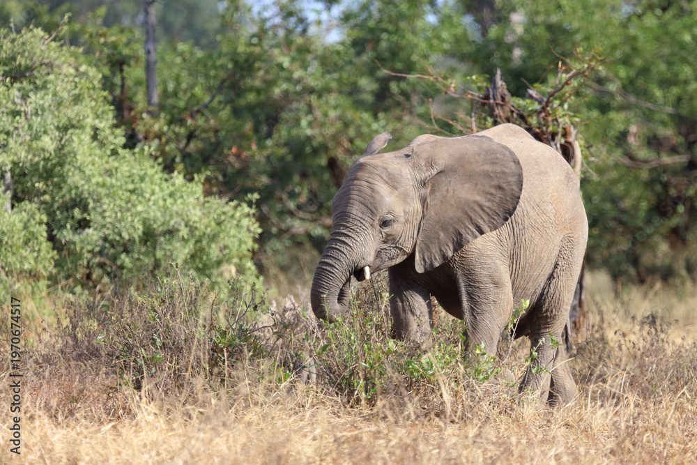 Fototapeta premium Afrikanischer Elefant / African elephant / Loxodonta africana