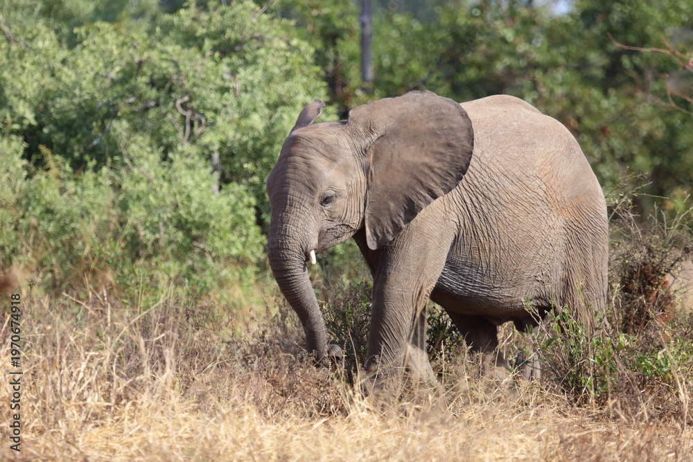 Fototapeta premium Afrikanischer Elefant / African elephant / Loxodonta africana