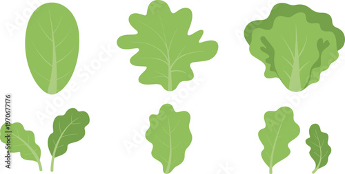 Fresh green lettuce salad leaves and spinach vegetable vector illustration set isolated on white background for healthy food design