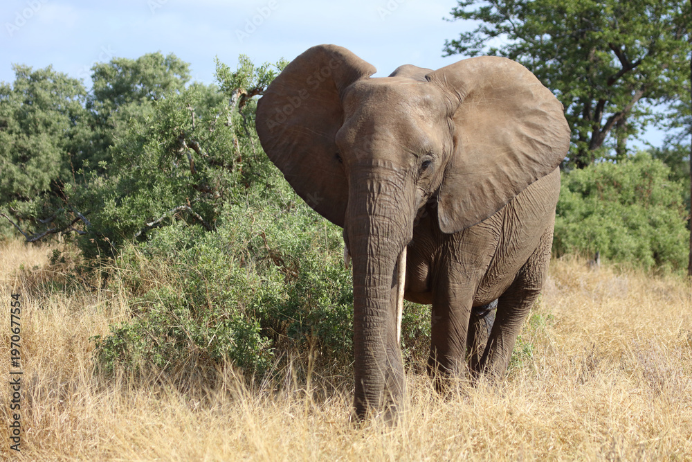 Fototapeta premium Afrikanischer Elefant / African elephant / Loxodonta africana