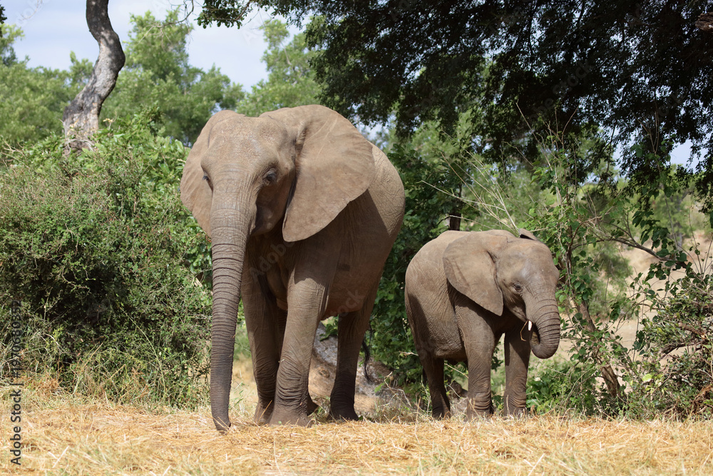 Fototapeta premium Afrikanischer Elefant / African elephant / Loxodonta africana