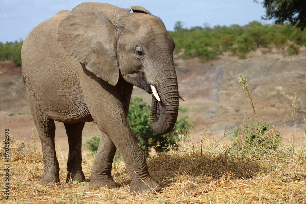 Fototapeta premium Afrikanischer Elefant / African elephant / Loxodonta africana
