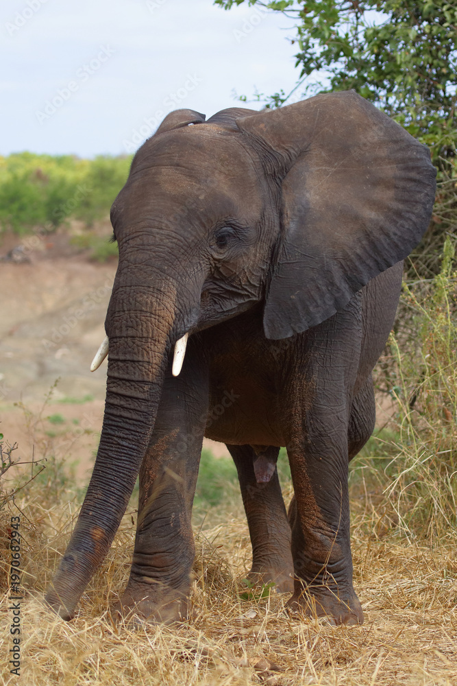 Obraz premium Afrikanischer Elefant / African elephant / Loxodonta africana