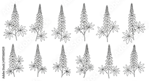 Black and white illustrations of multiple pine cone and flower arrangements on white background.