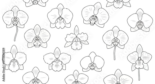Black and white line drawing of multiple orchid flowers on a white background with a minimalist style.