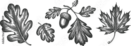 Autumn leaves hand drawn sketch collection, maple and oak foliage with acorn isolated on white