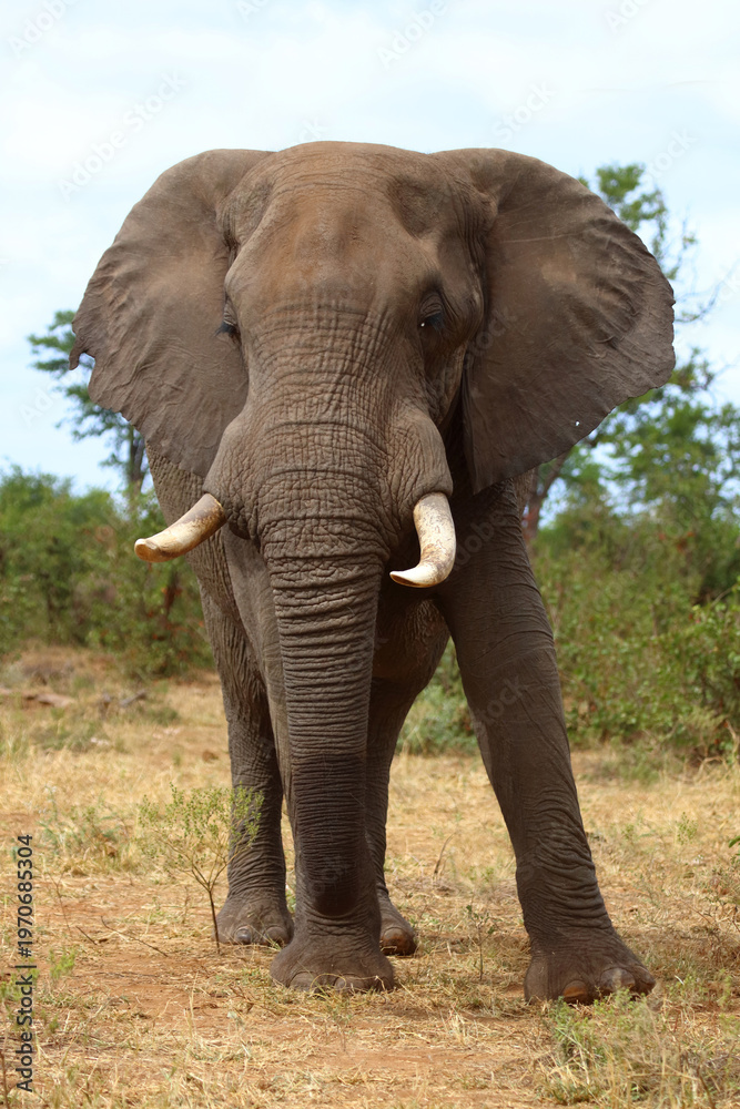 Obraz premium Afrikanischer Elefant / African elephant / Loxodonta africana