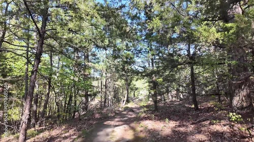Wallpaper Mural Forest trail with pine trees and rocks. Torontodigital.ca