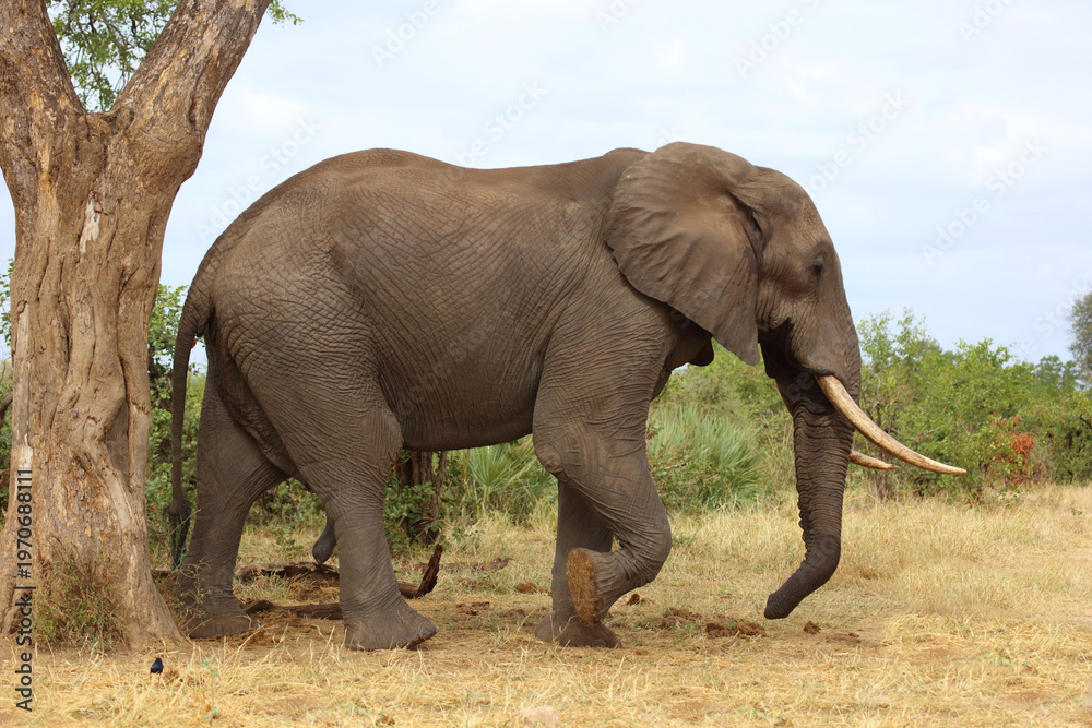 Fototapeta premium Afrikanischer Elefant / African elephant / Loxodonta africana
