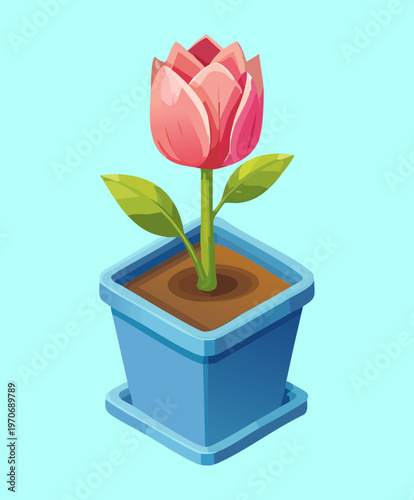 Blooming pink tulip in blue pot for spring garden decoration indoor plant project and botanical floral element for nature themed digital art design