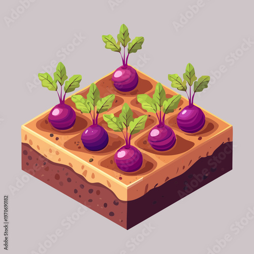 Garden soil plot featuring ripe purple beets ready for harvest for isometric farming simulator game and rural village landscape decoration element