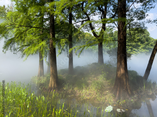 Water mist over pond and around trees in Binjiang Forest Park at mouth of Huangpu River, Pudong, Shanghai, China.