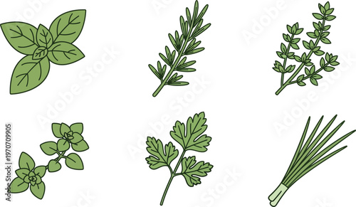 Collection of fresh culinary herbs including basil rosemary thyme oregano parsley and chives flat vector illustration for cooking and health concepts