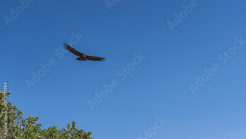  Flight of the condor. A large, beautiful bird of prey soars in the blue sky, wings outstretched. Green vegetation in the lower left corner. Copy  space. Peru. Colka Canyon.