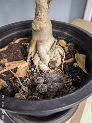 Canvastavla Two tiny, newly hatched bird chicks nestled safely in a makeshift nest at the base of a succulent plant in a black pot