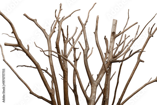 Dry tree branches presenting a dense natural pattern and woody texture. Image features a transparent background