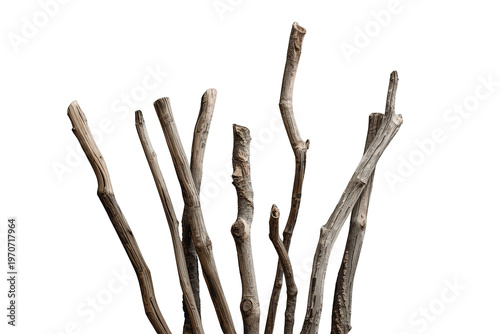 Dry branches and dead twigs creating a natural textured background, organic wood element with transparent background