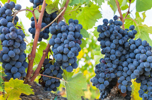 Close-up view of bunches of ripe sweet blue Sangiovese grapes in a vineyard on a sunny autumn day before harvest. Agricultural fruit growing, traditional winemaking. Montepulciano, Italy