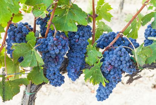 Bunches of ripe sweet blue Sangiovese grapes in a vineyard on a sunny autumn day. Good grape harvest. Agricultural fruit growing, traditional winemaking. Montepulciano, Italy