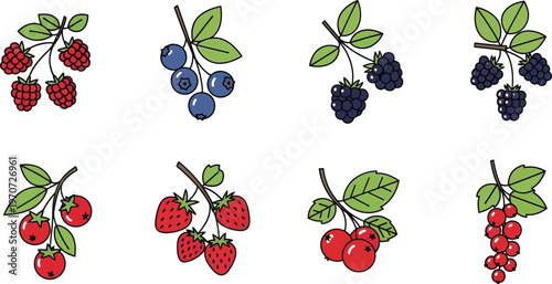 Collection of fresh berries including raspberries blueberries blackberries and strawberries as simple flat vector illustrations for healthy food concepts