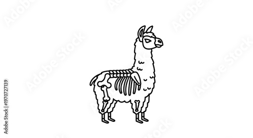 Llama Skeleton Outline - Funny Animal Anatomy Illustration