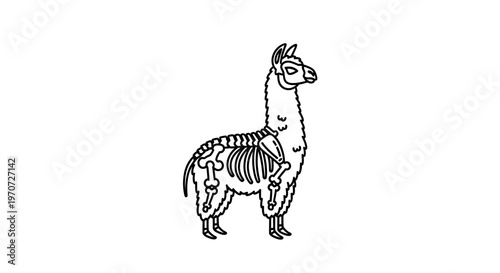 Llama Skeleton Outline Illustration