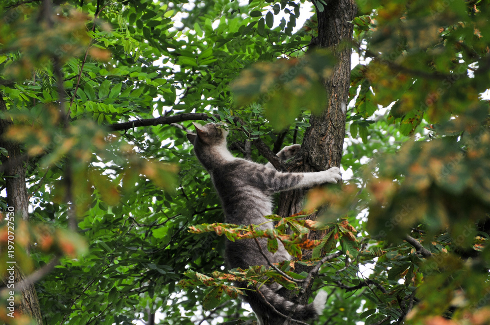 Fototapeta premium Domestic Cat Climbing a Tree in a Lush Forest