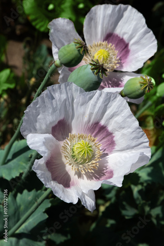 Sunlit field of white poppies in bloom with delicate pink centers and green f...