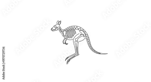 Kangaroo Skeleton Outline Illustration - Anatomical Study