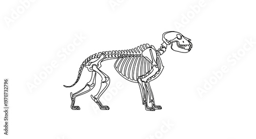 Feline Skeleton Anatomy Illustration - Side View