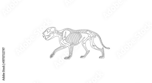 Feline Skeleton Anatomy Outline Illustration, Side View