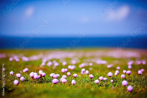 purple flowers on a meadow
