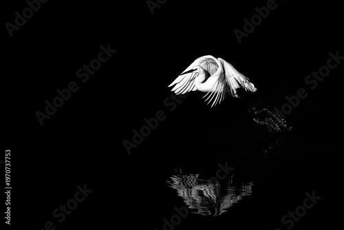Photography Birds and animals in wild nature