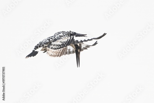 Photography Birds and animals in wild nature
