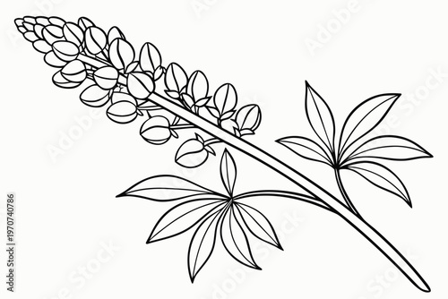 coloring page line art the lupine flower black vector