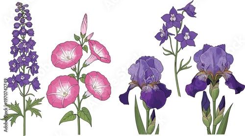 Elegant Spring Floral Collection Featuring Purple Iris Pink Morning Glory and Delphinium Flowers with Green Botanical Leaves for Summer Garden Nature Decor and Wedding Invitation Vector.