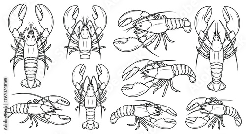 A set of multiple line drawings of lobsters in various poses against a clean white background.