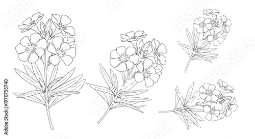 Delicate line art illustration of blooming oleander flowers with detailed leaves and stems on a white background