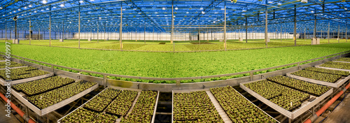 Billede på lærred Inside a vast modern farm, rows of flourishing green plants grow alongside many