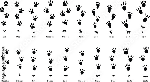 Animal footprint and silhouette chart vector, pet and bird track icons, wildlife reference grid, black design elements for nature, hiking, education