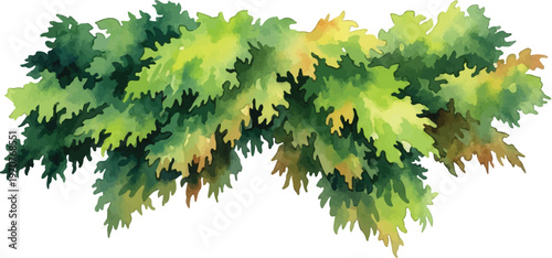 Watercolor green bush vector illustration, lush garden shrubbery with textured leaves, hand painted foliage element for landscape design and botanical art