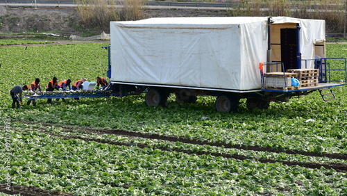 harvesting of ice lettuce on field in Spain