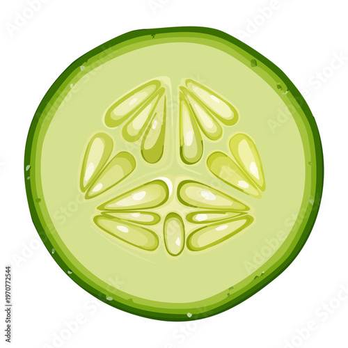 Detailed cucumber cross section showing internal structure for healthy vegetable cooking and organic food product marketing and design - Vector Illustration