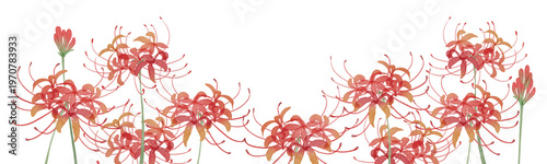 Cuadro en lienzo Watercolor Red Spider Lily Higanbana Clipart frame Set