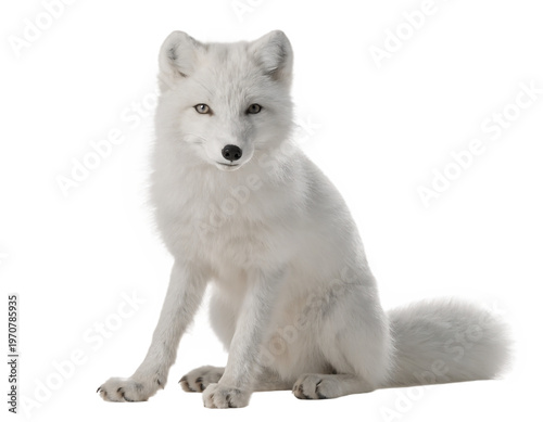 A white arctic fox with thick winter fur and a bushy tail sits in a three-quarter view against a solid black background.