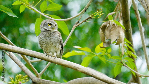 Spotted Owlet, Athene brama Perched in Lush Tropical Forest with Green Background