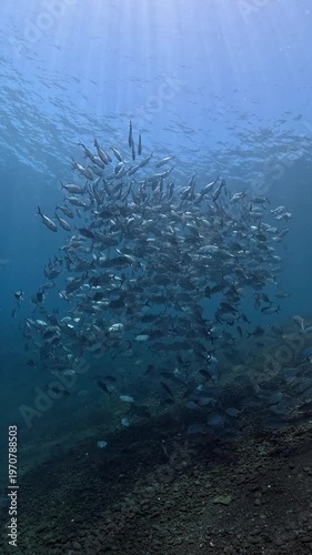 Slow motion school of Bigeye Trevally (Caranx sexfasciatus), 4K UHD footage, Tulamben Bali Indonesia. Natural synchronized behavior in reef ecosystem, marine biodiversity, open water copy space.

