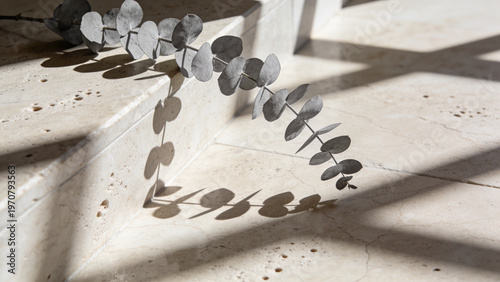 Eucalyptus leaf shadows on polished beige travertine stone with deep focus