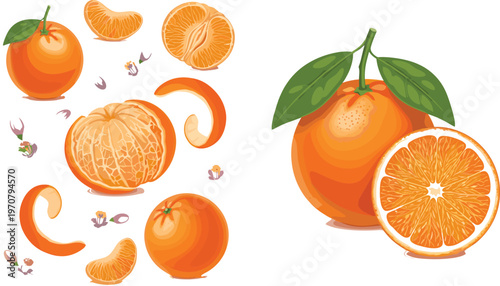 Orange Fruit Illustration Set Featuring Whole Orange Peeled Fruit Segments Spiral Peel and Cross Section Slice Fresh Citrus Vector